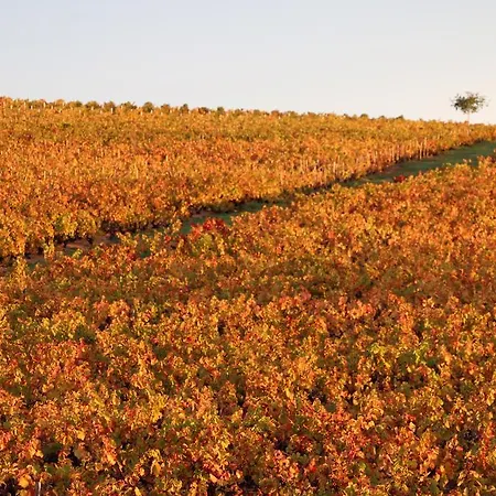 Domaine Gilles Coperet- Artisan-vigneron- D'hotes Les Glycines - Bed & Breakfast Régnié