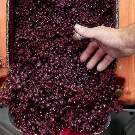 B&B Domaine Gilles Coperet- Artisan-vigneron- D'hotes Les Glycines -