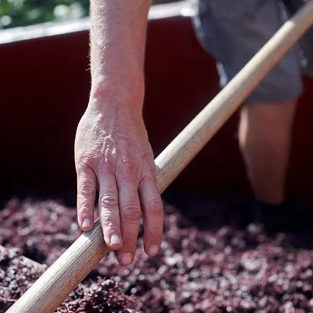 Domaine Gilles Coperet- Artisan-vigneron- D'hotes Les Glycines - *
